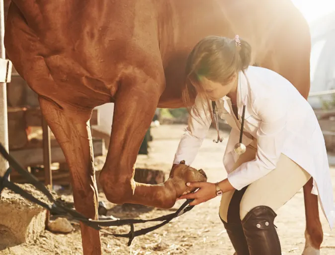 Doctor Examines Horse Foot/Leg